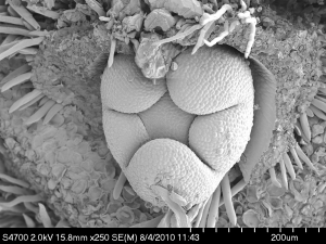 Martiodendron excelsum_019_q00