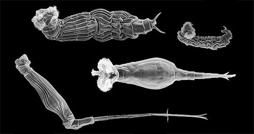 Rotifers!