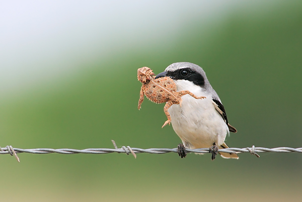 arthur-morris-loggerhead-shrike-w-texas-horned-lizard-toad-_h2d0892