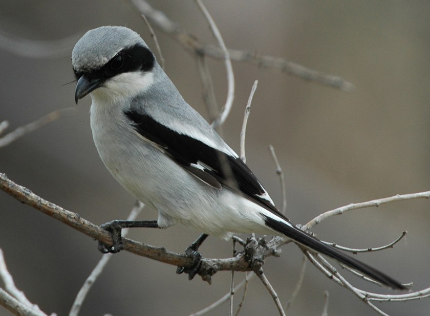 loggerhead-shrike