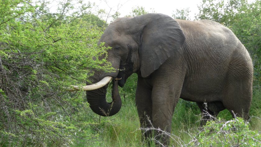 (Photo by the Author)