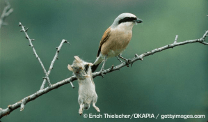 Shrikes: don't try to outsmart a bird that kills mammals for sport.(Via: Arkive.org)