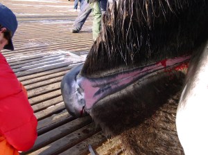 caption (Via: National Geographic)