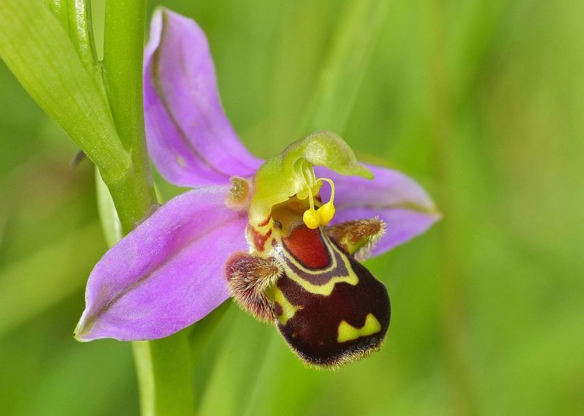 Bee_Orchid_(Ophrys_apifera)_(14374841786)_-_cropped