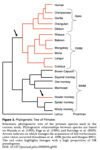 Phylo tree image