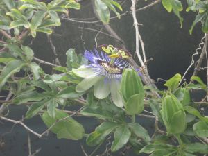 1280px-Passiflora_in_Canary_Islands