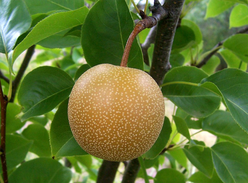 Pear Evolution Questionable Evolution – Adventures in weird biology